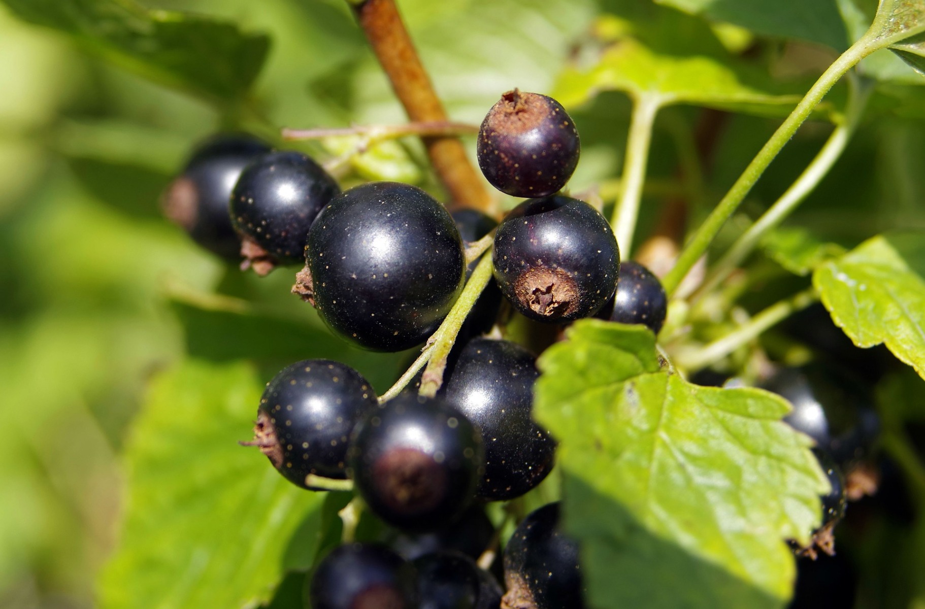 Comment planter le cassissier ?