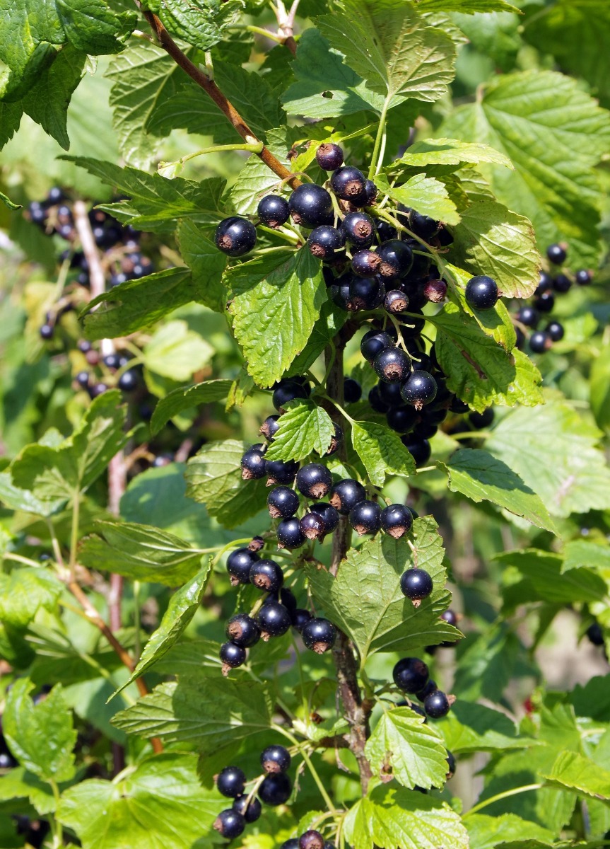 https://www.meillandrichardier.com/media/wysiwyg/black-currant-g5a0e33c9e_1920.jpg