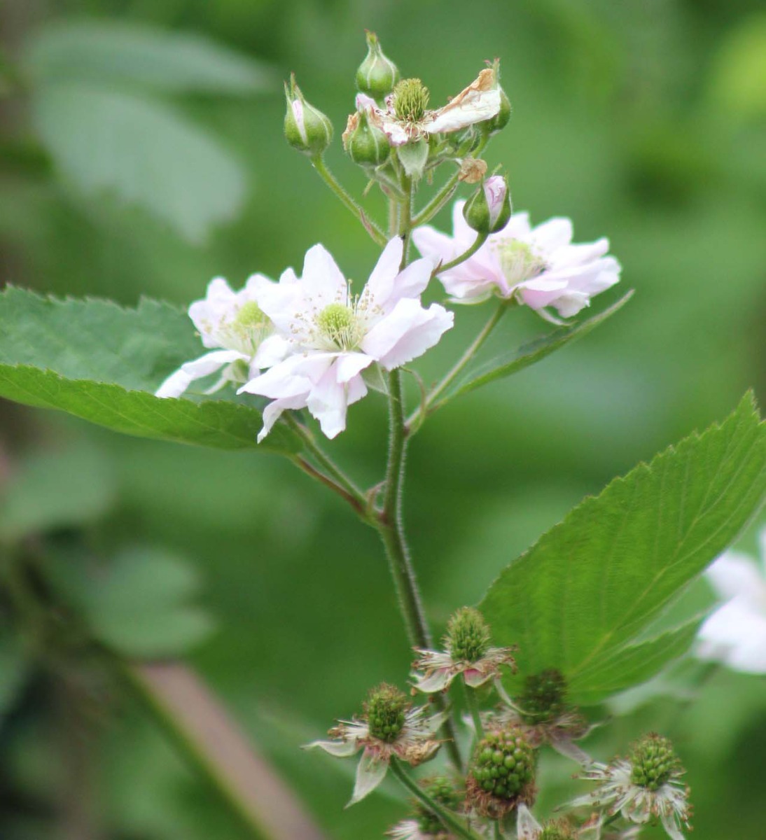 https://www.meillandrichardier.com/media/wysiwyg/blackberry-blossoms-g7407e2178_1920_1.jpg