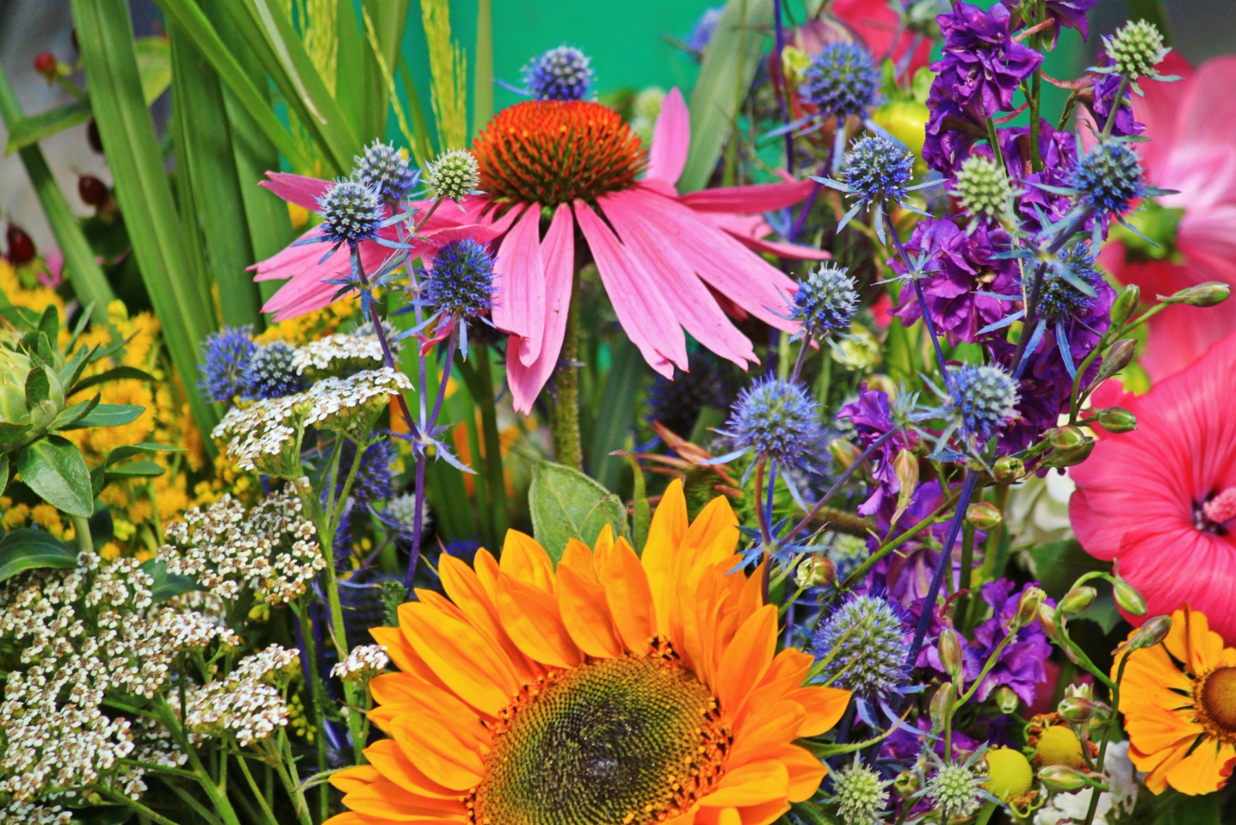 Jardin d'ombre - Vivaces, annuelles et arbustes