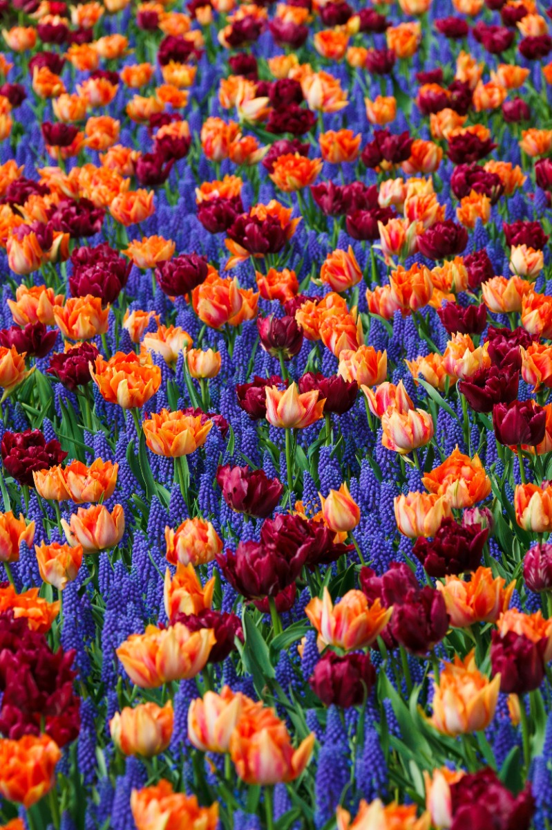 Tulipes_ambiance