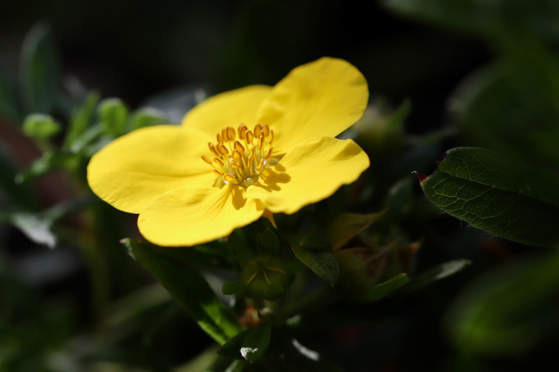 Avec quelles plantes associer les potentilles arbustives