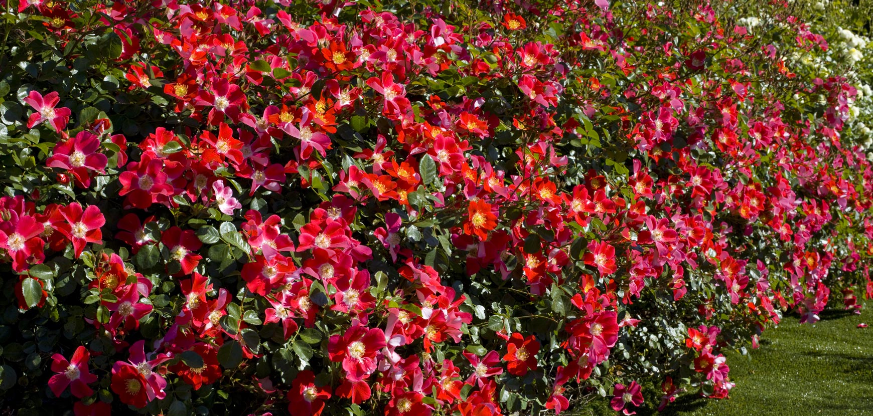Rosiers buissons : conseils de plantation, taille et entretien