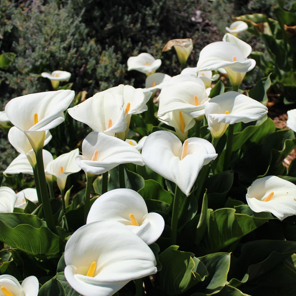 https://www.meillandrichardier.com/media/wysiwyg/conseils-inspi/Arums/bulbes-arum-_thiopie-zantedeschia-pixabay-gratuit-calla-6141190-100.jpg