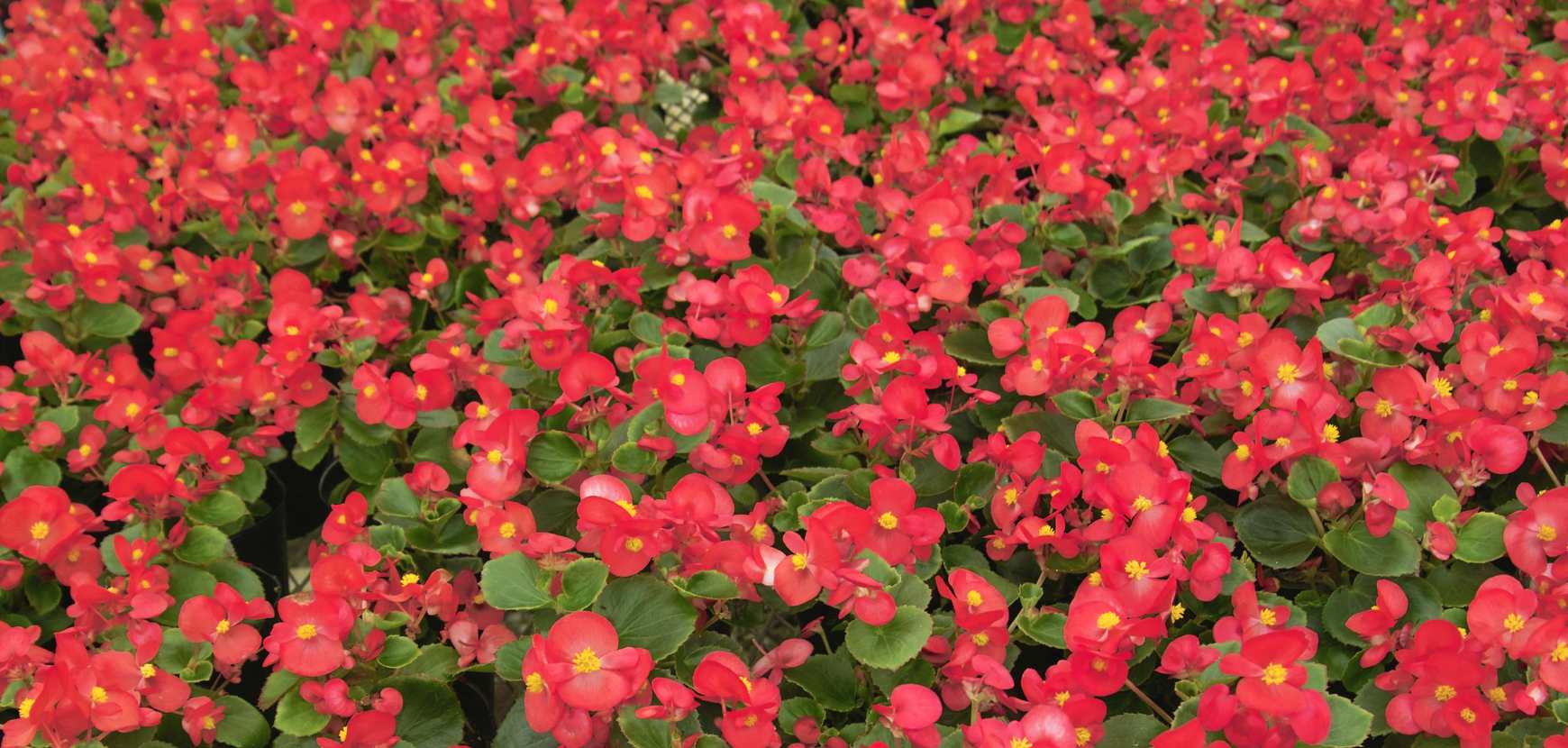 Begonias annuels : conseils et entretien