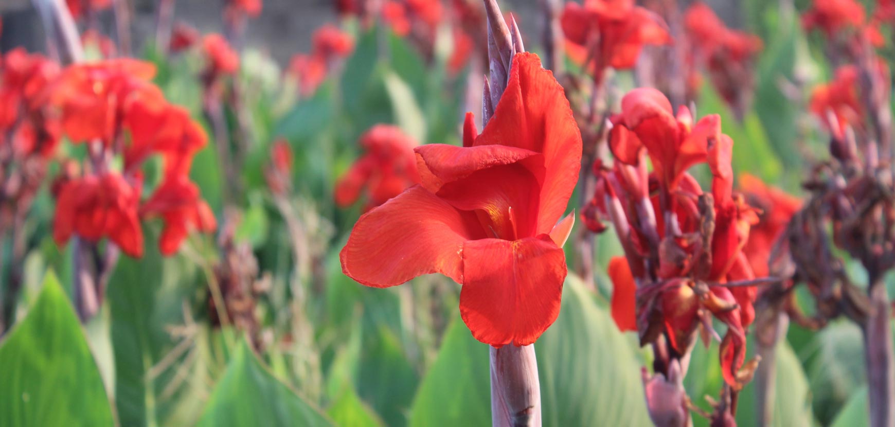 Fleur De Plante D'intérieur Dans Un Pot Terreau Pour La Plantation