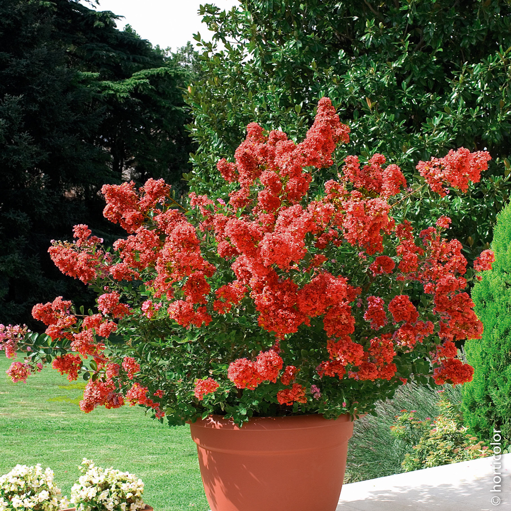 À quelles plantes les associer ?