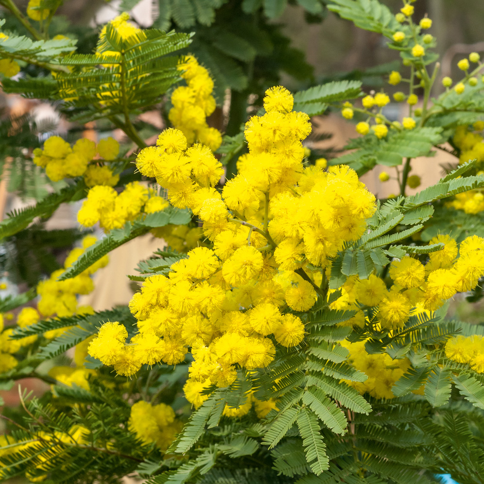 https://www.meillandrichardier.com/media/wysiwyg/conseils-inspi/Mimosa/8327-MIMOSA-LE-GAULOIS-PM090084-1000.jpg