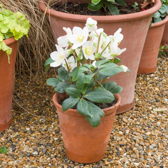 https://www.meillandrichardier.com/media/wysiwyg/conseils-inspi/Rose-noel/rose-de-noel-plantation.jpg