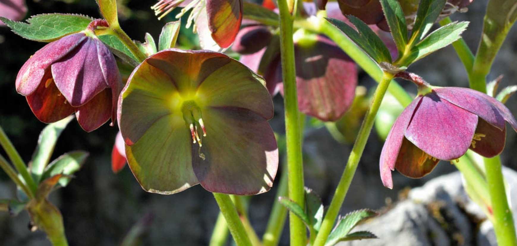 Rose de Noël (Hellebore) : Conseils de plantation et entretien