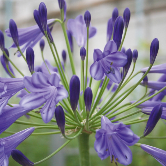 Comment entretenir les agapanthes ?