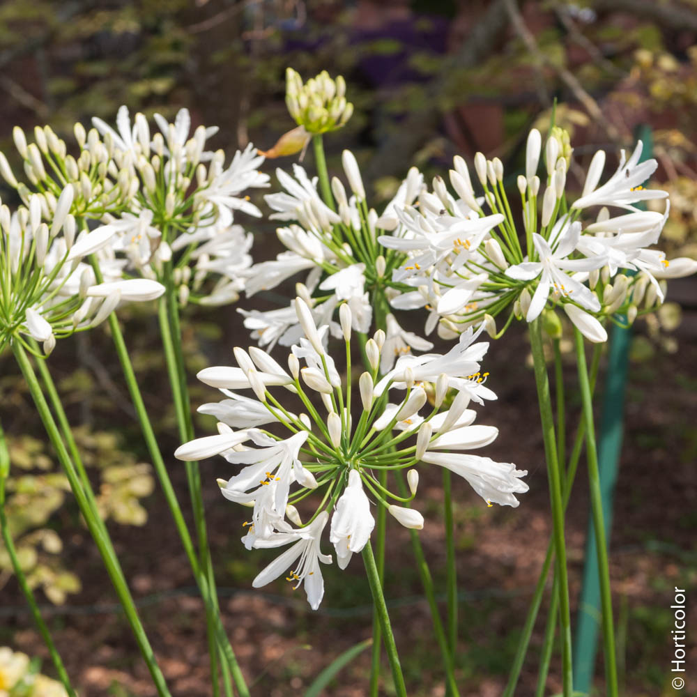 Mieux connaître les agapanthes