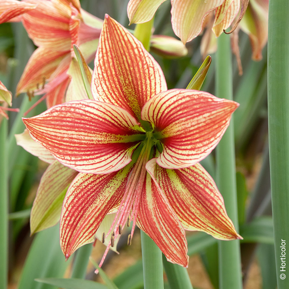 Conseils d'entretien de l'amaryllis