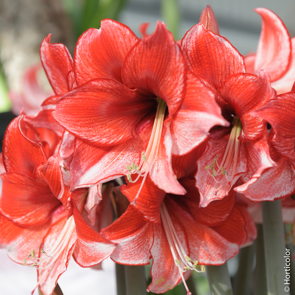 Conseils de plantation de l'amaryllis