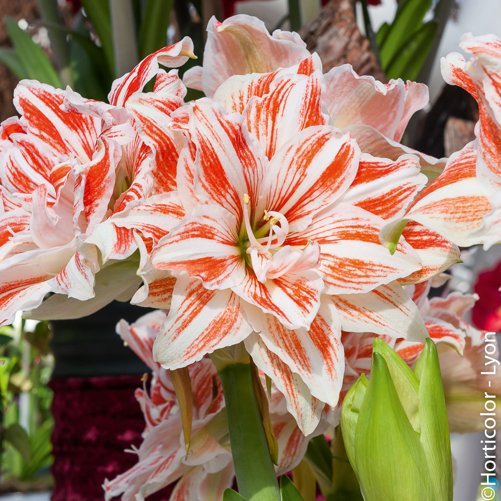 Connaître l'amaryllis