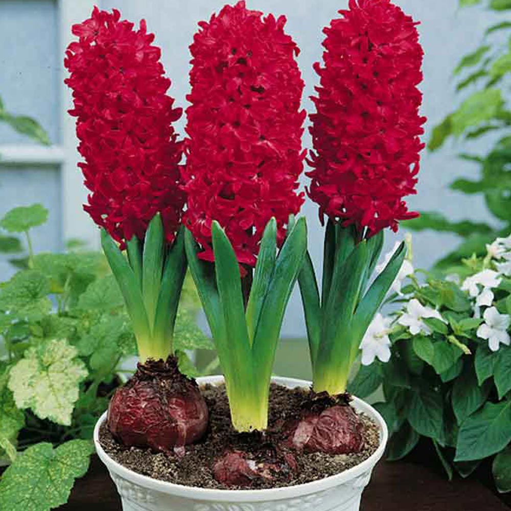À quelles plantes les associer ?
