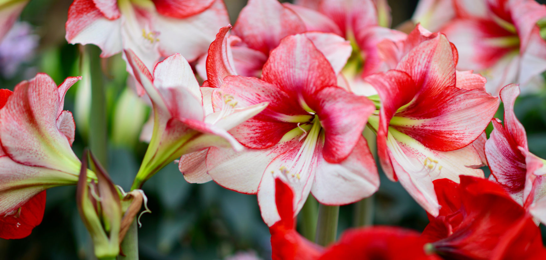 Amaryllis : conseils de plantation et entretien