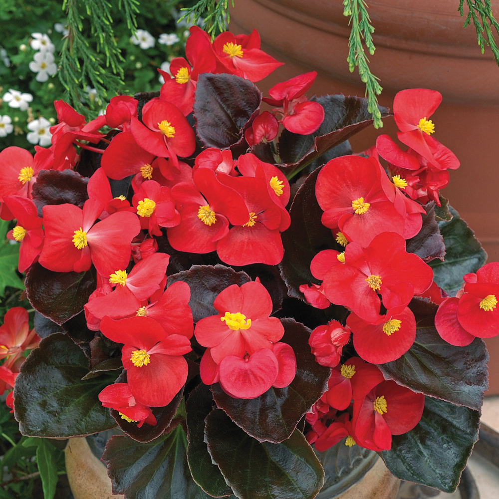 Comment planter les bégonias