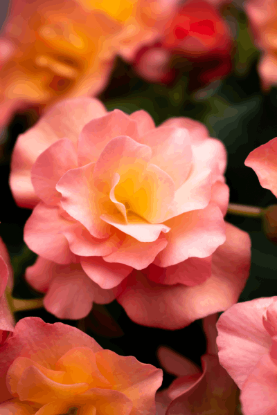 https://www.meillandrichardier.com/media/wysiwyg/conseils-inspi/begonia/treasure-scott-Ye2LjUcYFhY-unsplash.png