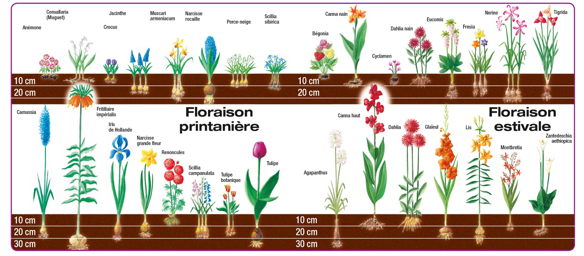 Bulbes : planter et cultiver les plantes à bulbe, saison après saison