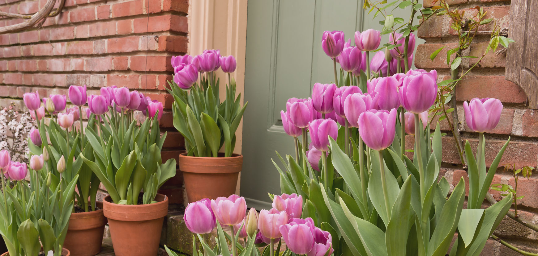 Inspirations fleurs à bulbes en pot ou jardinières