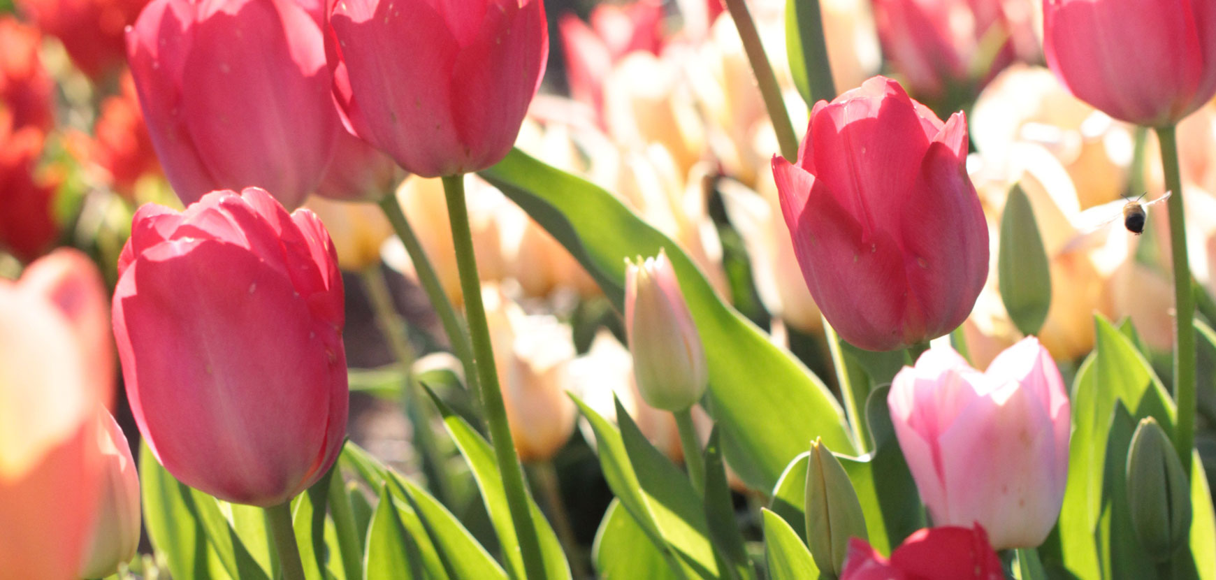 Créer un massif de bulbes de fleurs