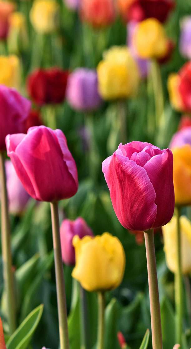 Comment conserver ses bulbes après floraison ?