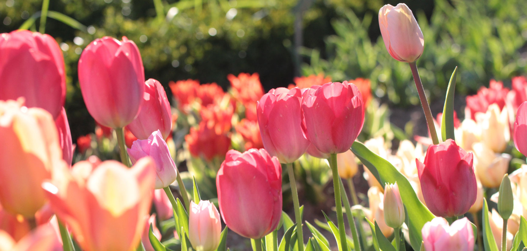 Comment conserver ses bulbes après floraison ?