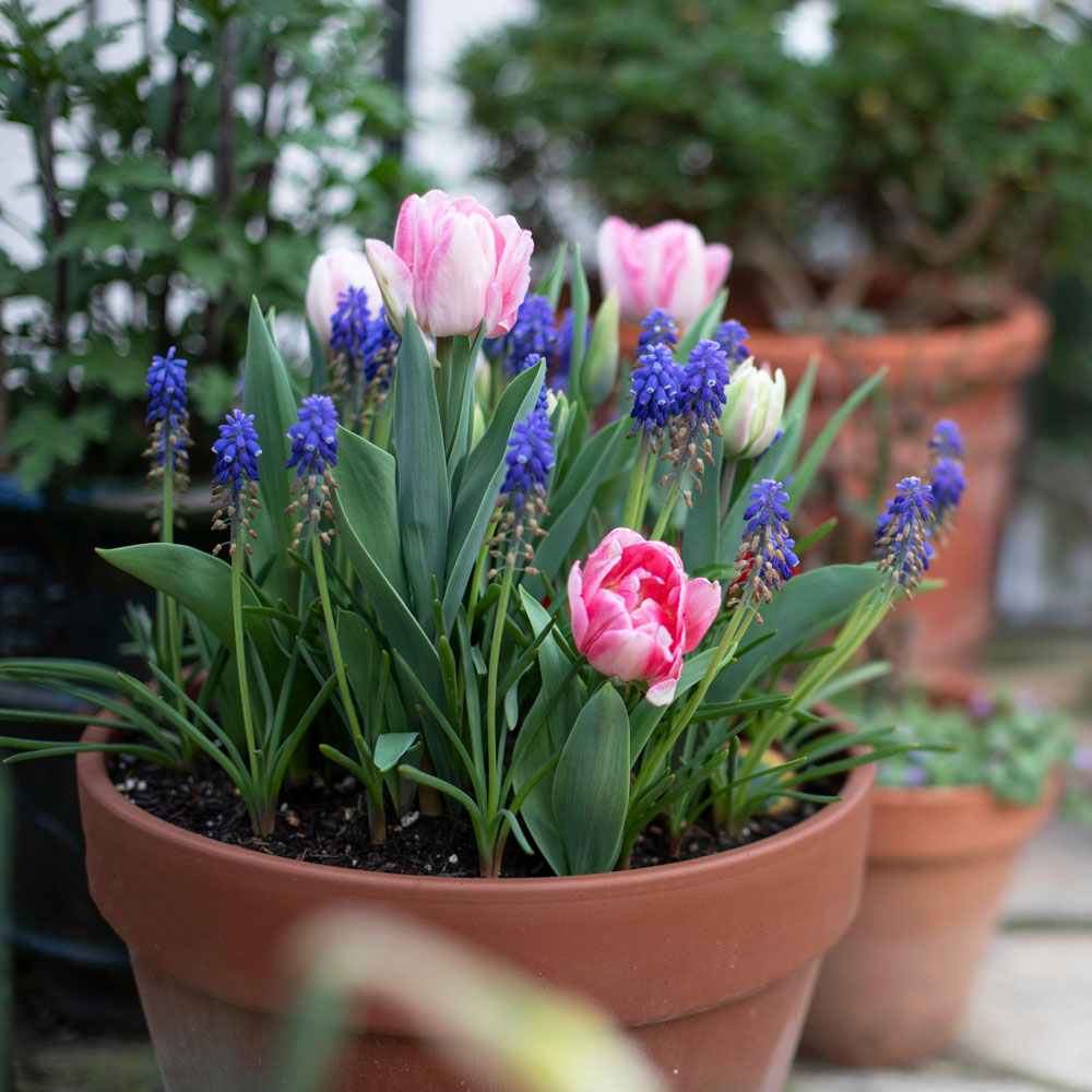 Bulbes en pots pour la maison - Gamm vert