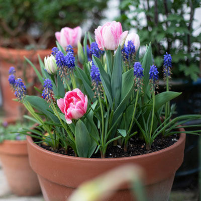 Fleurs à bulbes : créez de belles compositions en pot
