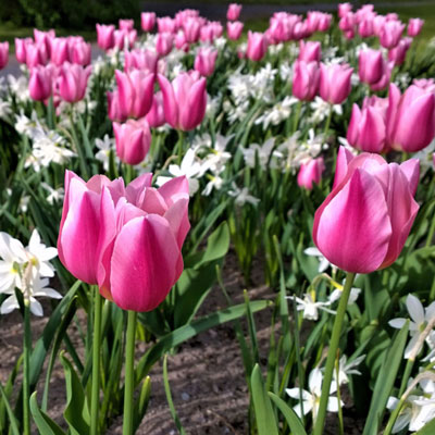Fleurs à bulbes : créez votre propre massif