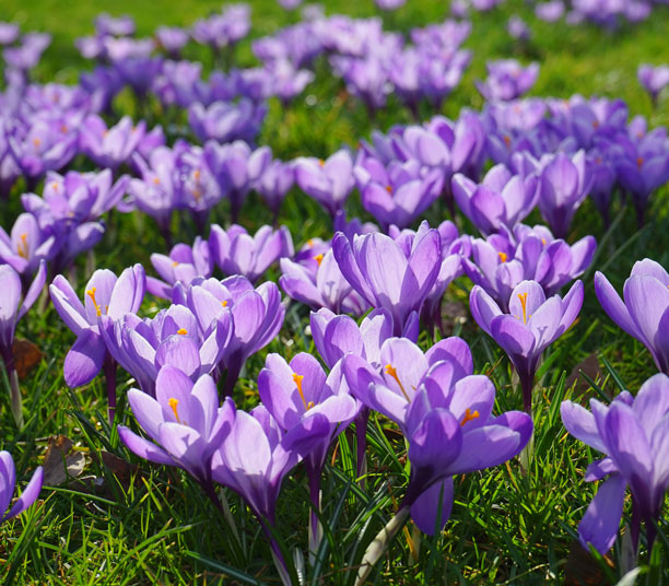 Crocus