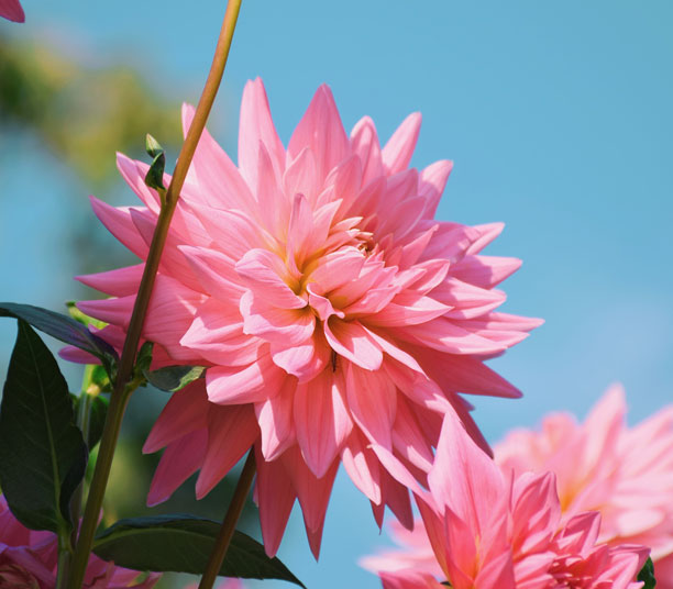 Dahlias