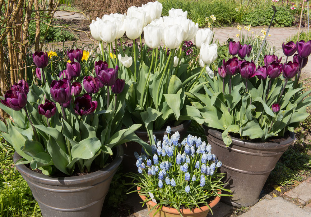 Collection Jardinière Blanc-Bleu, composée de 5 annuelles à