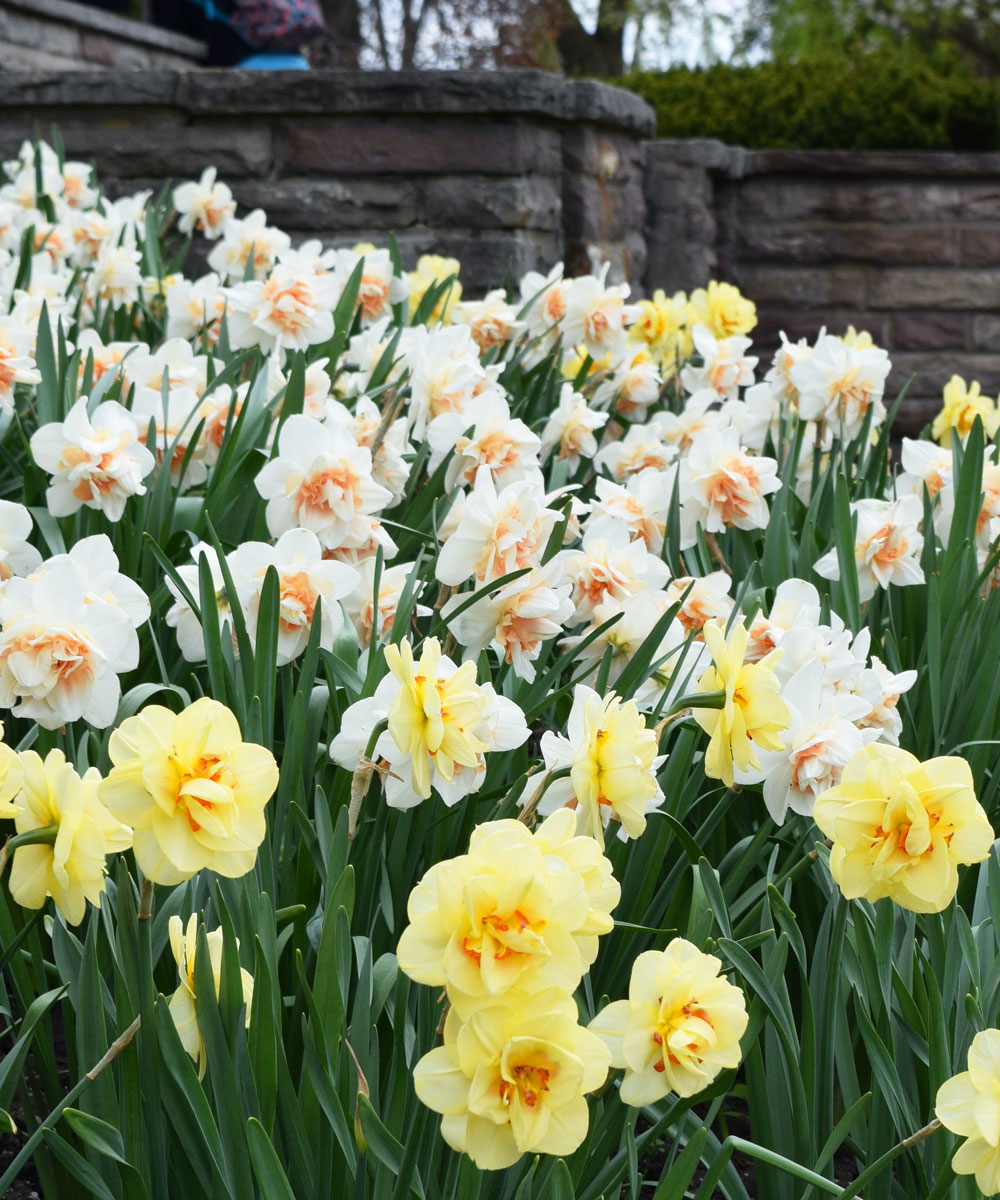 Créer un massif de bulbes de fleurs