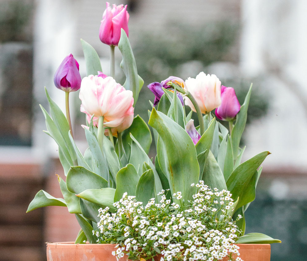 Faire fleurir des bulbes de tulipes en vase  Bulbe de tulipe, Planter des  bulbes, Bulbes