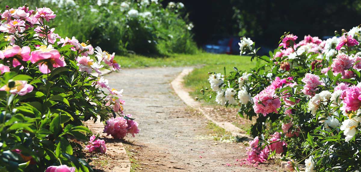 Canicule au jardin