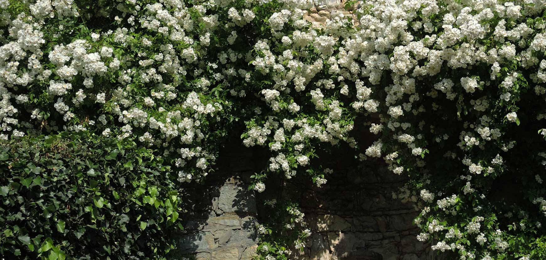 Canicule, comment aider ses plantes ?