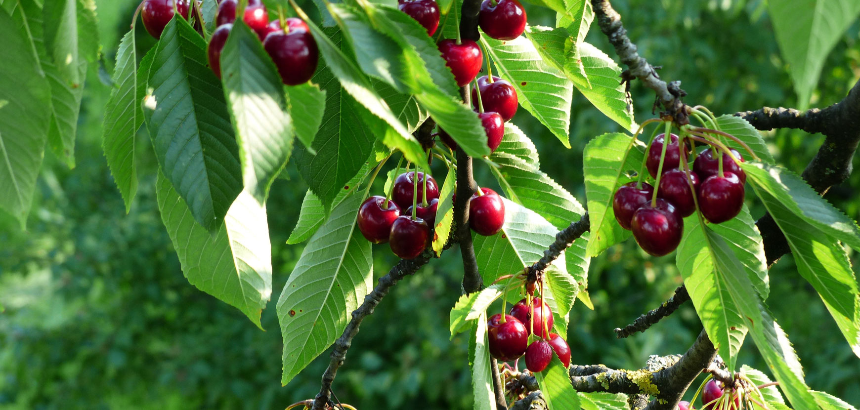 Cerisier : conseils de plantation, taille et entretien