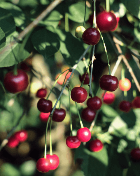 Comment planter un cerisier