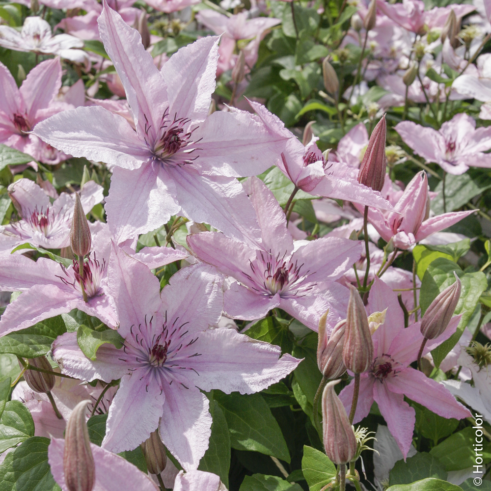 Quelles plantes associer au lilas ?