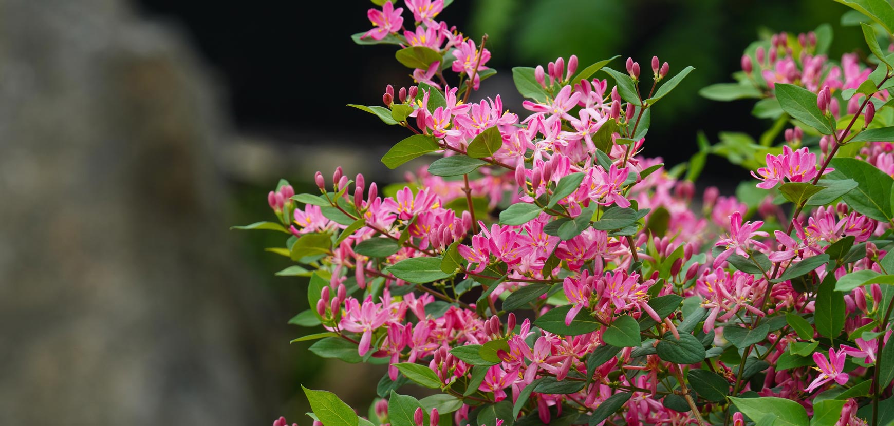 Plantes grimpantes : plantation, entretien - Gamm vert