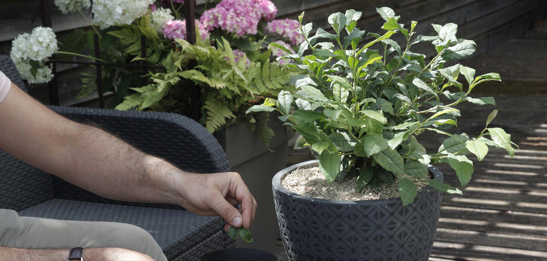 Le Théier Camellia sinensis ThéOjardin ®