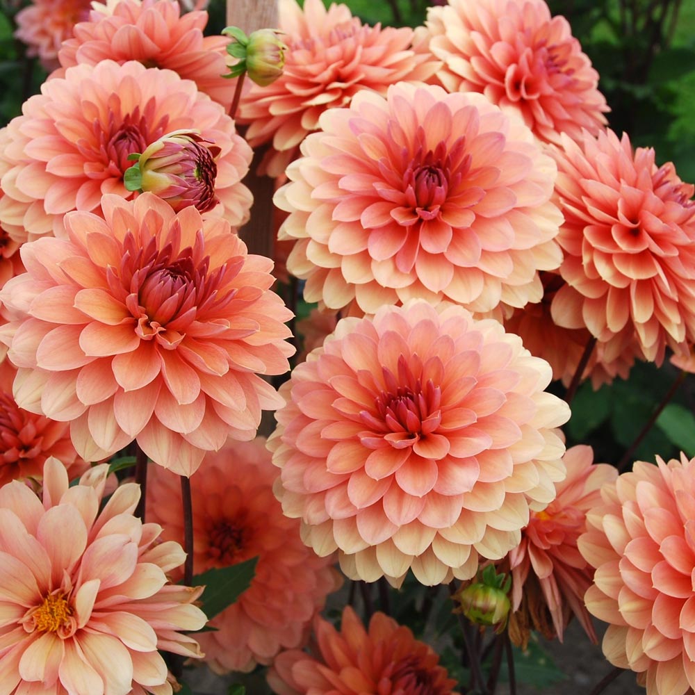Plantation des dahlias