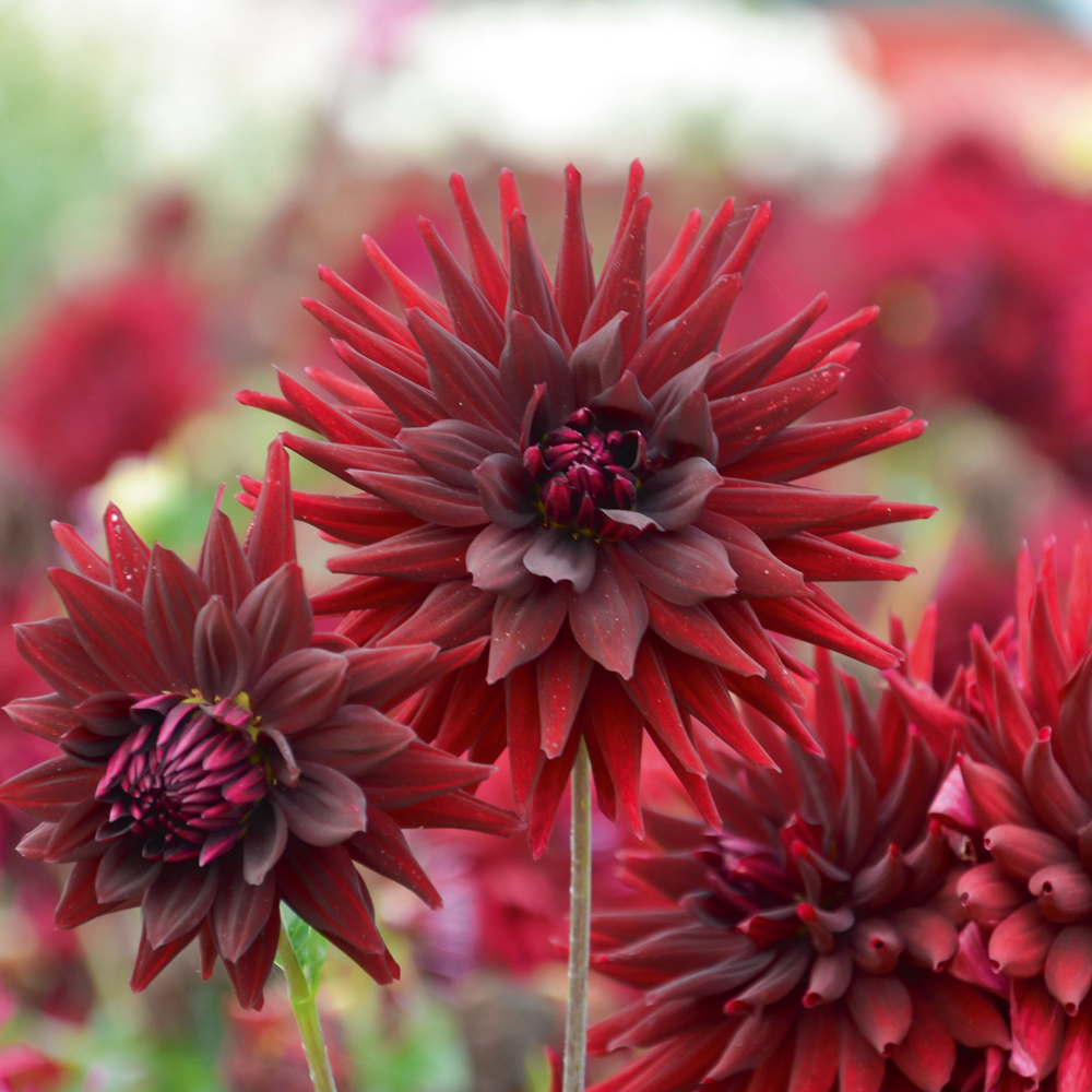 Connaître le Dahlia