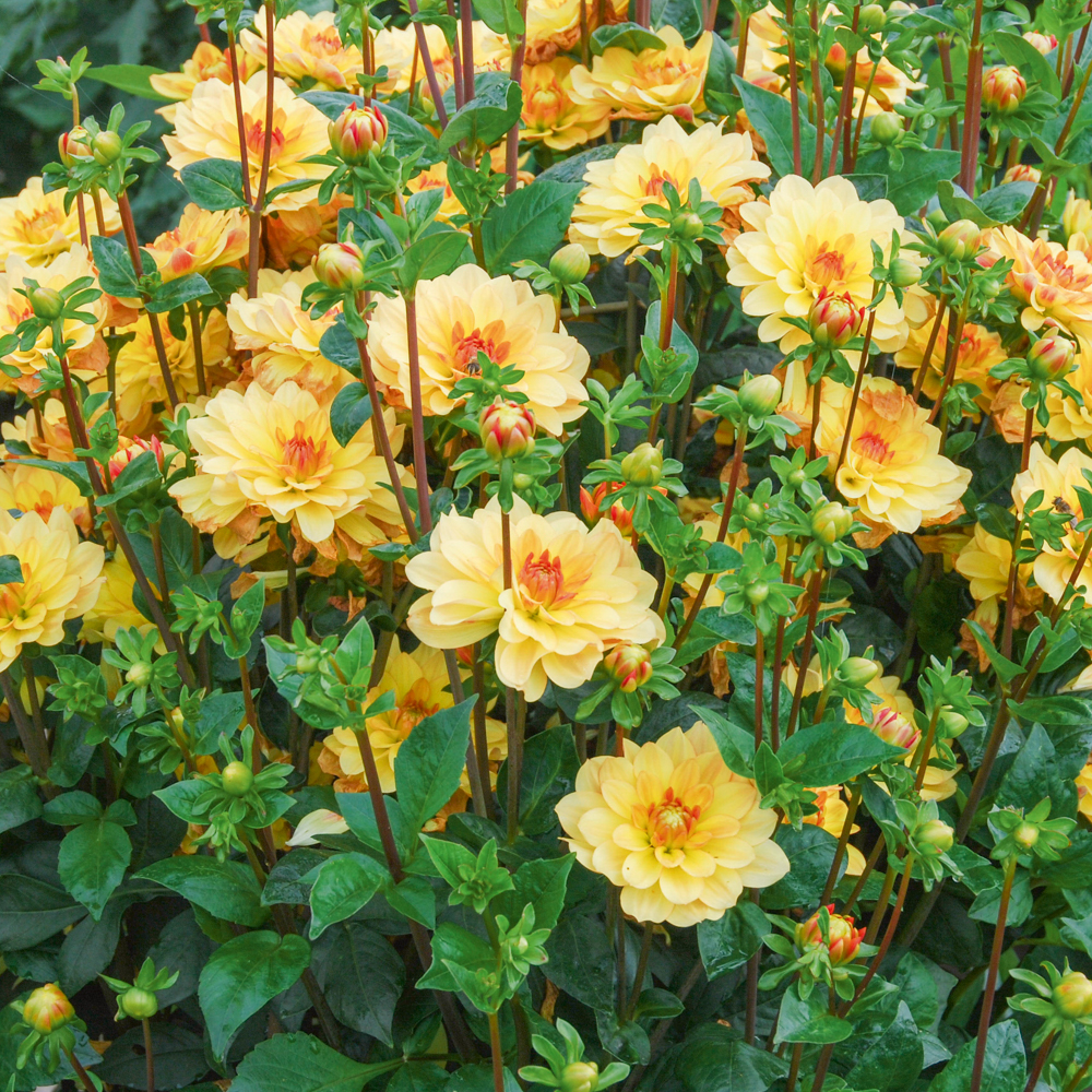 Entretien des dahlias