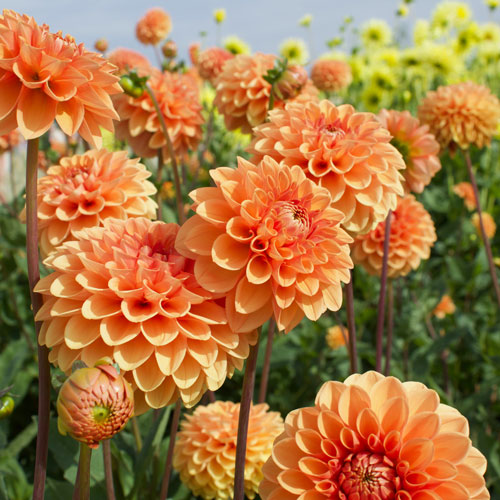 Dahlias : conseils de plantation et entretien