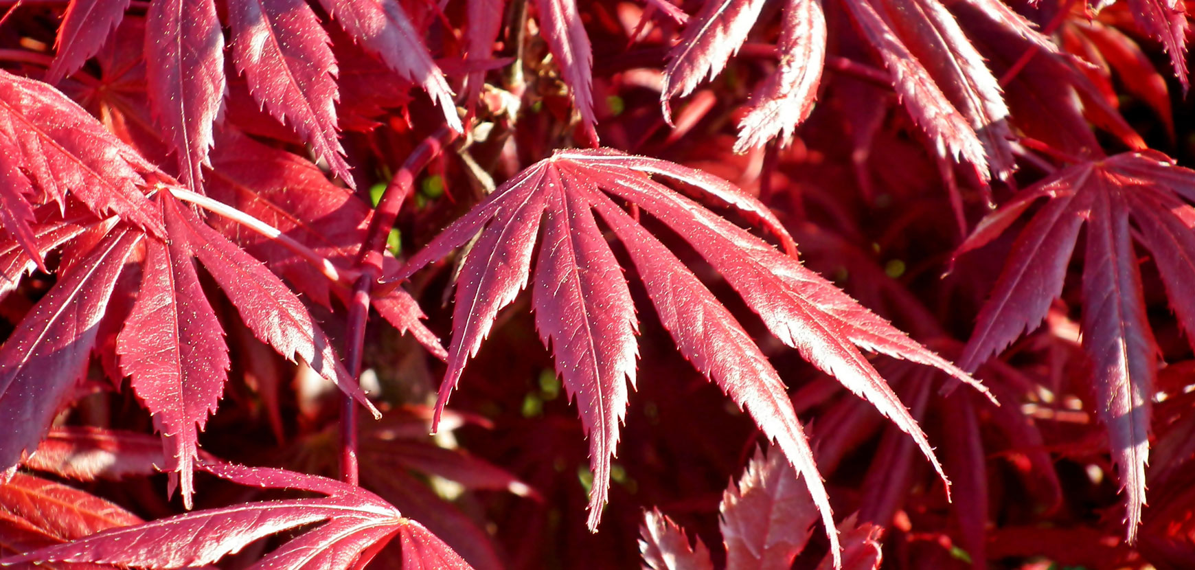 Érable du Japon : Conseils de plantation, taille et entretien