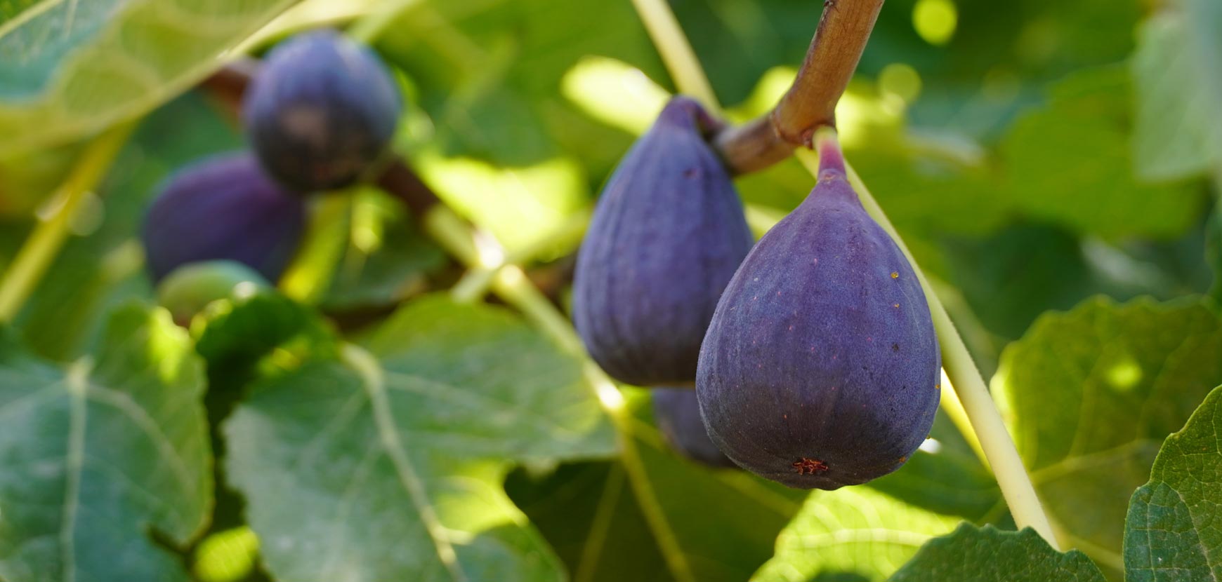 Quelle différence y a-t-il entre les figues noires et les figues verte - GUS