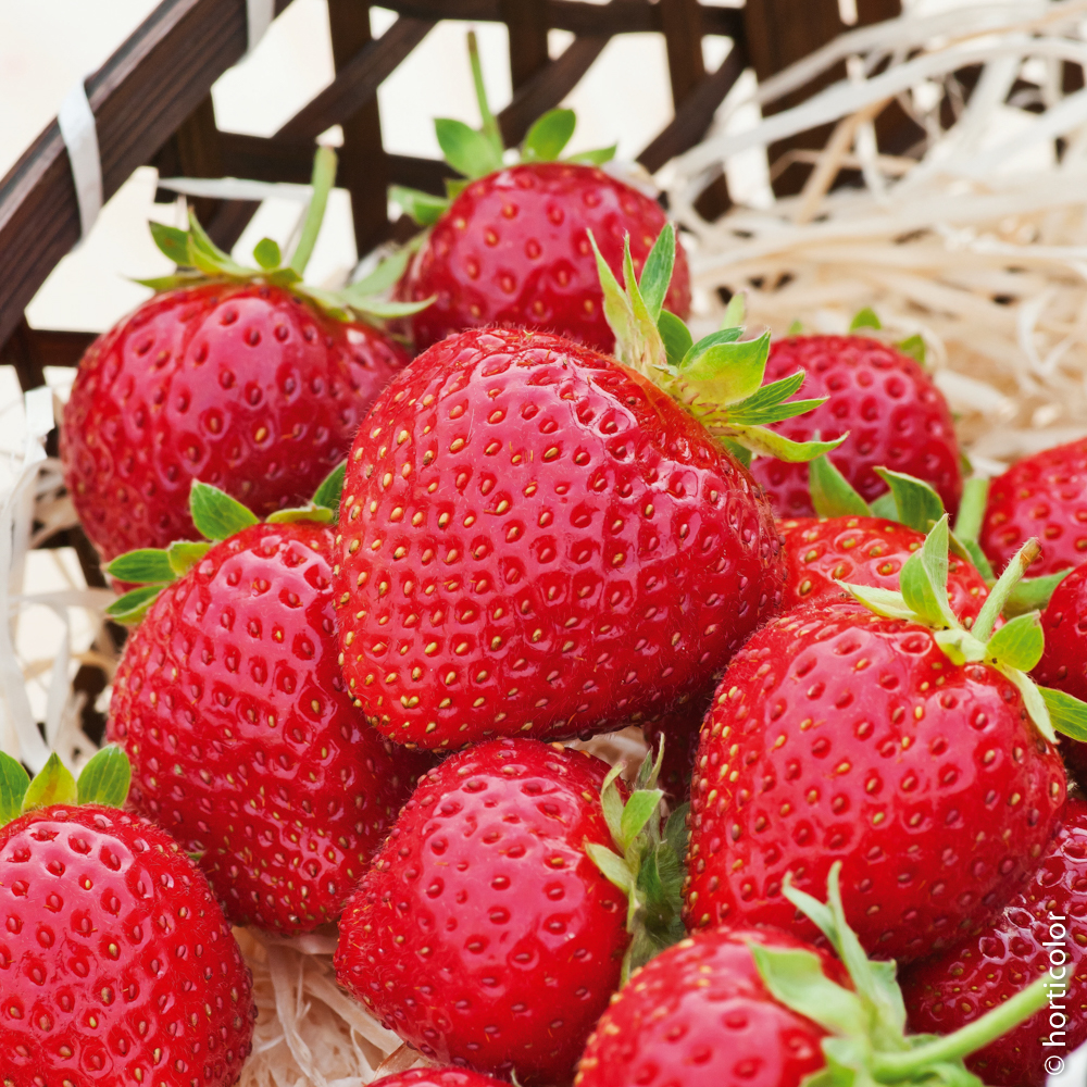 Mieux connaitre les fraisiers